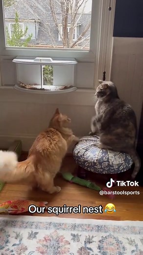 Squirrel Playing a Funny Game