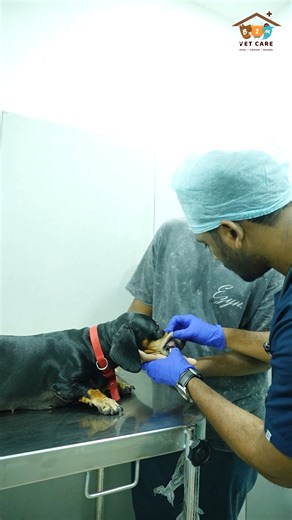 B2M Vet Care Kukatpally on Instagram: "🐾 Pododermatitis Treatment at B2M Vet Care 🐾 Swollen, painful paws? Don’t ignore it. Early treatment = faster recovery & happy paws 📍 Kukatpally, Hyderabad 📞 7093029039 🐶 Trusted care at B2M Vet Care #Pododermatitis #PetPawCare #DogHealth #PetCareHyderabad #VeterinaryCare #HealthyPaws #PetClinic #B2MVetCare #KukatpallyVets #DogSkinIssues #HappyPets"