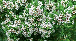Fiche plante : Chamelaucium Uncinatum