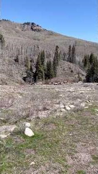 Herd of elk migrating in the mountains of Gunnison Colorado West Elk Wilderness #animals 🦌