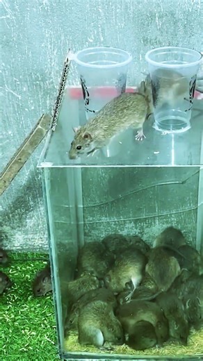 Best humane mouse trap idea easy to make #mousetrap #diy #mouse