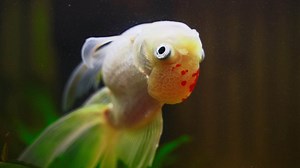 What is Red Pest Disease, And How Do You Treat It in Fish?