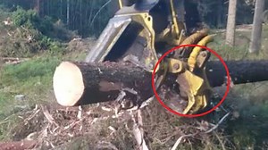 544K views · 1.6K reactions | Amazing Technology Cutting Big Tree Machine Wood Processing Heavy Equipment At Work | Learning TV | Facebook