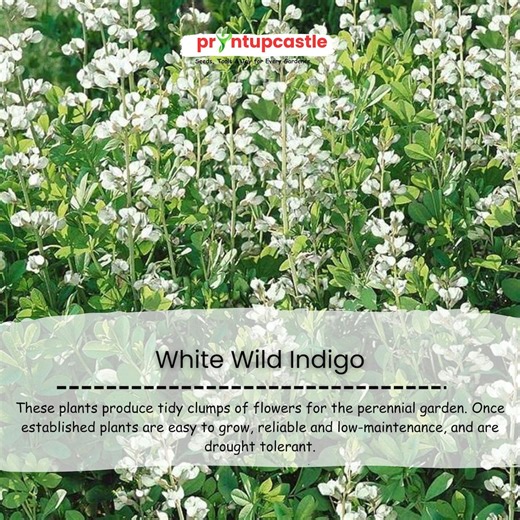 White Wild Indigo Seeds | Baptisia Alba | Hardy Perennial Wildflower | 50 Seeds - Etsy