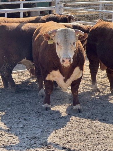 We brought the ranch to the classroom for students in grades 6–12 through our #FarmFromSchool program!