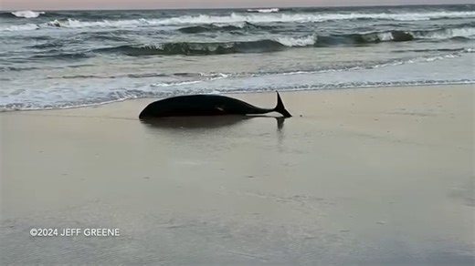 Update 10/26/24: The surviving whale was humanely euthanized on due to a plastic bag found in its stomach. On Thursday, the St. Johns County Beach Services announced a large plastic bag was discovered in the main stomach of the young whale and it had to be euthanized due to its condition. Original Story On August 24, 2024, two whales were found beached near Matanzas Avenue in Crescent Beach, Florida. One of the whales was still alive, while the other appeared motionless. Officials from the Flori