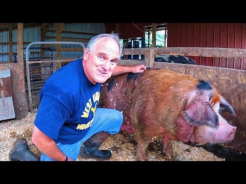 Our Sow is HUGE! Getting Ready for Piglets