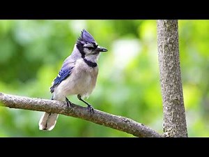 Blue Jay: Sound Effect