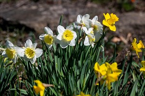 First day of spring 2024: What to know about this year’s vernal equinox