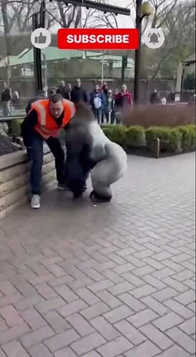 LEAP OF POWER: Silverback Gorilla Overcomes 12-Foot Zoo Barrier!