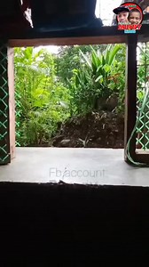 Budlay kung may kambyo, daw di ka tolog, dugay2 balikon 😂😂😂 #balonggum #PALAUTANG #viralvideoシ #justforfun | Bun Ny