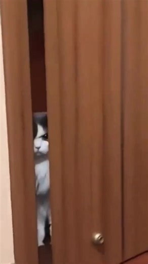 Understanding Cat Behavior: What Does That Look Mean?