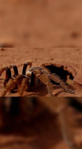 Spider Surprise Amazing Web Tricks #spiders #nature #wildlife