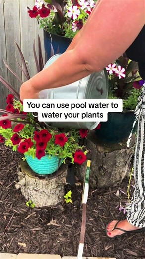 Reason #3 for using 35% Food Grade Hydrogen Peroxide over Chlorine in our pool