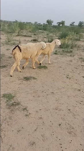 Key Secrets for Sheep Herders – Effective Timing and Method of Breeding"