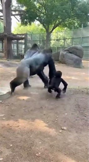What Happens When a Baby Gorilla Pranks His Sleeping Parents?