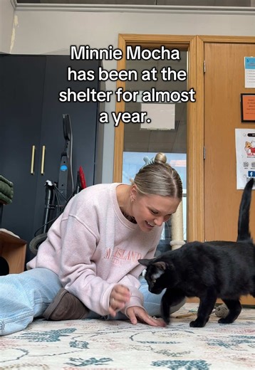 Minnie Mocha is such a sweet and overlooked cat. She is quiet, sweet, well behaved, and polite which causes her to be overlooked. She’s also a black cat which also causes people to look the other way. She deserves to finally find her forever home, and I hope this video does just that. If you have any questions about Minnie please message me directly and if you are serious about adopting Minnie Mocha please submit an adoption application at nawsus.org. Thank you so much for sharing this video, le