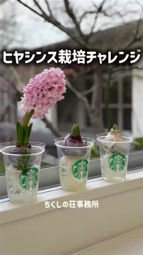 スタバカップでお手軽！ヒヤシンス水耕栽培。寒い冬に強く育つヒヤシンス。きれいなお花と香りに癒やされます。１階事務所に見に来てくださいねー🌸特別養護老人ホームちくしの荘 #ヒヤシンス #ヒヤシンス水耕栽培 #ヒヤシンスの育て方 #スタバカップ再利用 #花のある暮らし