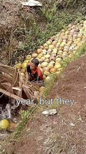 This is the best Coconut farming technique in Thailand. 🥥