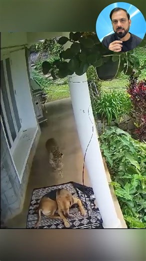 Leopard did what to a pet dog? #shorts
