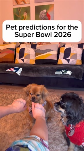 Joey and Cha on Instagram: "Pet predictions for the Super Bowl 2026. Chandler picks Patriots! That’s 2/2 Patriots as predicted by my dogs #dogsofinstagram #superbowlsunday #superbowl #petpredictions #footballtime"