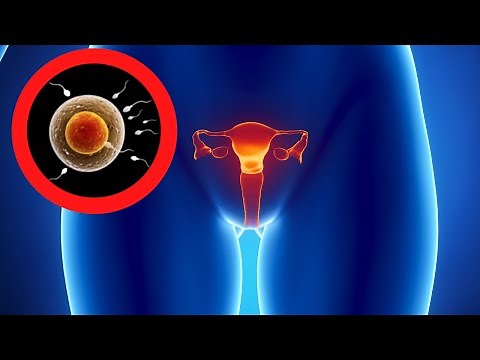 The FEMALE REPRODUCTIVE SYSTEM explained: parts and how it works👩‍🏫
