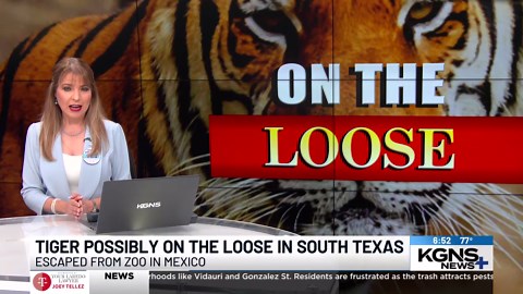 Tiger on the loose? Possible zoo escape sparks concern across South Texas