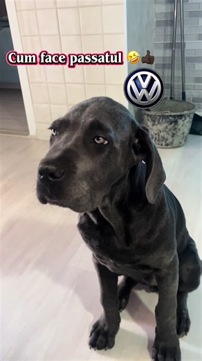 Passatul confundat - Cane Corso amuzant în Chișinău
