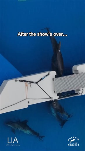 Like the majority of dolphins in captivity, these dolphins are NOT rescues. These dolphins perform until the day they die. And what’s worse is that each year dolphins, are still being captured from the wild to be sold to facilities like this. ⁠ ⁠ We strive to expose these realities, and to advocate for an end to dolphin and whale captivity. Help by going to http://bit.ly/HelpSaveDolphins ⁠ This footage was taken at Kobe Suma Sea World - footage credit: @life_investigation_agency and Dolphin Proj