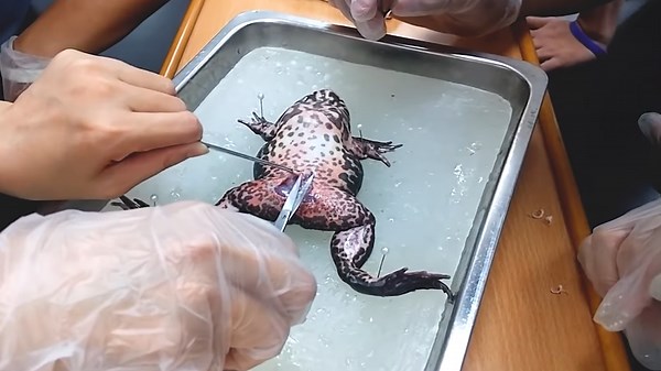 Innovative Techniques Behind Sustainable Frog Farming