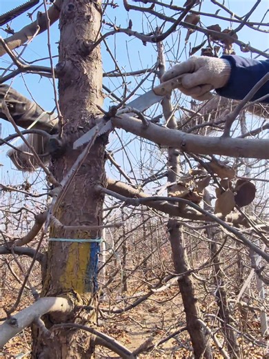 How to Prune a Baby Apple Tree for Healthy Growth