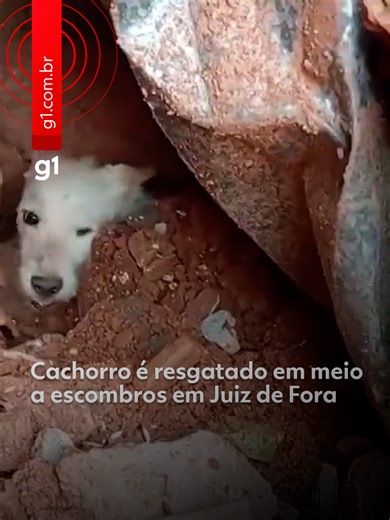 Cachorro Resgatado das Ruínas em Juiz de Fora