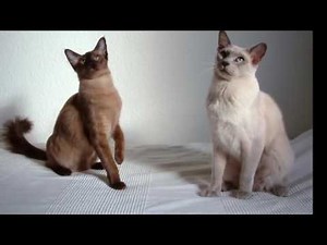 Tonkinese cat History, Personality, Health, Care