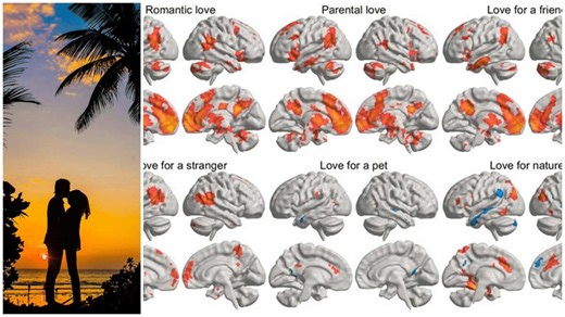 What is love? Now, researchers have mapped exactly which parts of brains fire up in various love situations