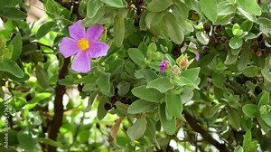 Cistus albidus, the grey-leaved cistus, is a shrubby species of flowering plant in the family Cistaceae, with pink to purple flowers, native to south-western Europe and western north Africa.