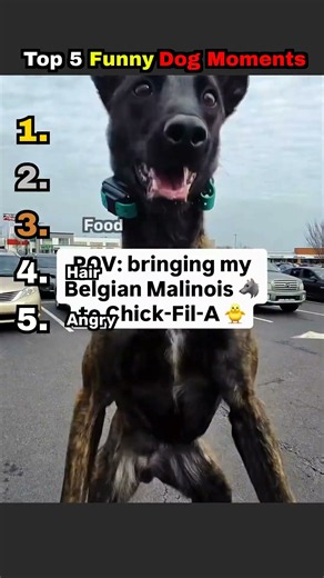 The Most Hilarious Dog Moments You Need To See Right Now🤣🐶 #funny #memes #cutedog