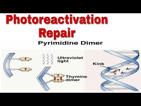 Photoreactivation repair / uv induce repair / repair by photolyase / direct dna repair