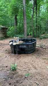 We promised you Madonna Tiger in a pool, so here she is! We gave her her pool yesterday, and she immediately took advantage of the new water feature. Madonna is very vocal, and always has something to say to keepers and volunteers when they come to visit. She is also incredibly active and athletic for a tiger her age and never ceases to impress people with her stalking skills. Anytime she hears someone approach, she hides and stalks them! It can be very difficult to find her until she comes runn