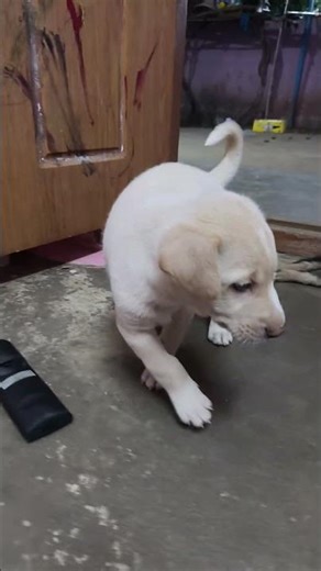 நல்ல ஆண்ட்ராய்டு போன் வாங்கி கொடுக்கணும்#dog#doglover#doglife#doglovers#dogvideo#dogreels#dog