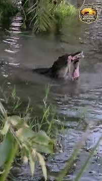 Nile Crocodile Feeds on Nile Monitor in the Okavango