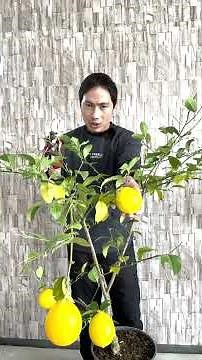 A practical guide to pruning to produce high-quality lemons! #Lemon #Plants #Horticulture #Garden...