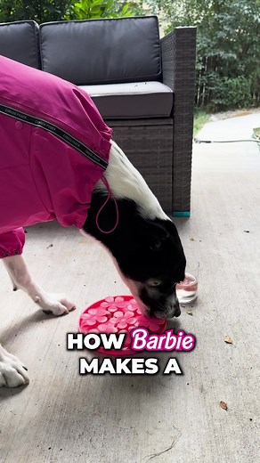 30K views · 816 reactions | Barbie would never let her dog be dehydrated!  #thebkpets #barbie #doghydration | The BK Pets | Facebook