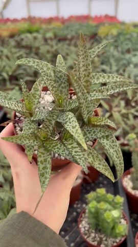 Silver Squill, Ledebouria Socialis, Leopard Lily, Small House Plant, Live Plant in 2.5", 4'' Pot, - Etsy