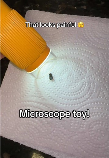 Discover the Amazing Details of Mosquito Anatomy