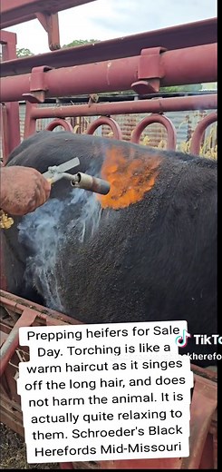 Torching heifers for sale day. it's like a warm haircut to singe off the extra long hair. It does not harm the animal, in fact most find it quite relaxing. #SchroedersBlackHerefords #blackhereford #americanblackhereford #blackherefordheifer