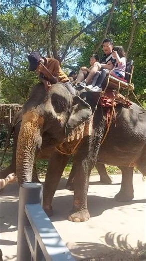 Elephant rides at the zoo