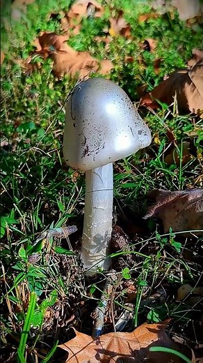 DESTROYING ANGEL MUSHROOM FOUND