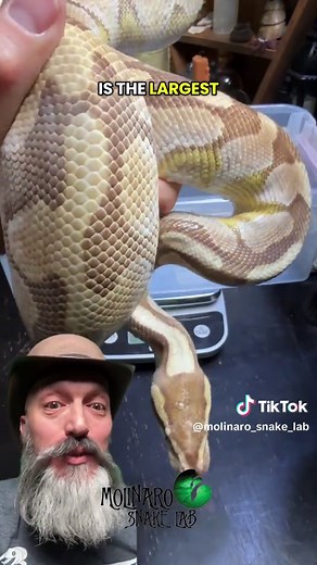 Through evolution, female ball pythons grew larger than males, all to carry and nourish their eggs. Bigger bodies mean more space and energy for the next generation. Size isn’t about dominance, it’s about motherhood. #molinarosnakelab #pythons #science #evolution #snakes
