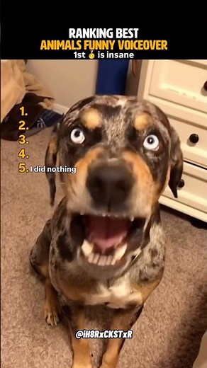 Ranking the Funniest Animals Voiceovers (You’ll Laugh Non-Stop!)
