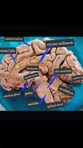 Mind GameInside the human CPU.A piece of my mind.System Settings. #retrocoding #retrocomputing